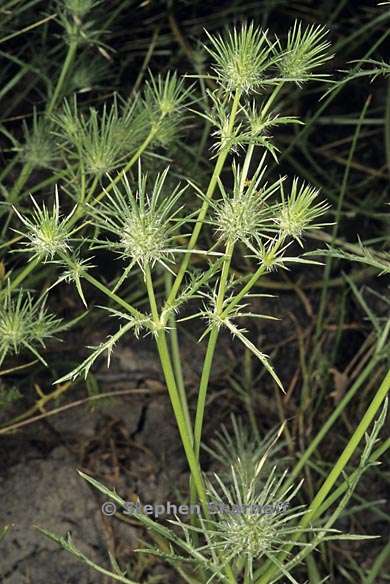 eryngium castrense 1 graphic